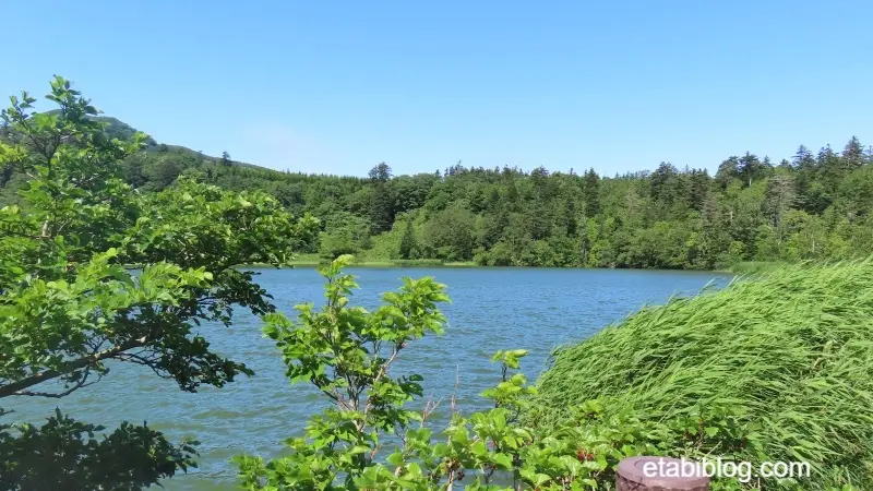 遊歩道から見る姫沼