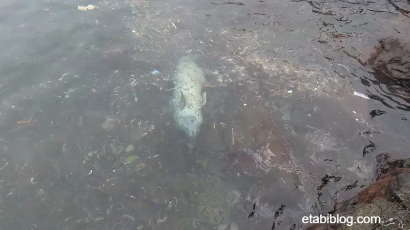 仙法志御崎公園のアザラシ