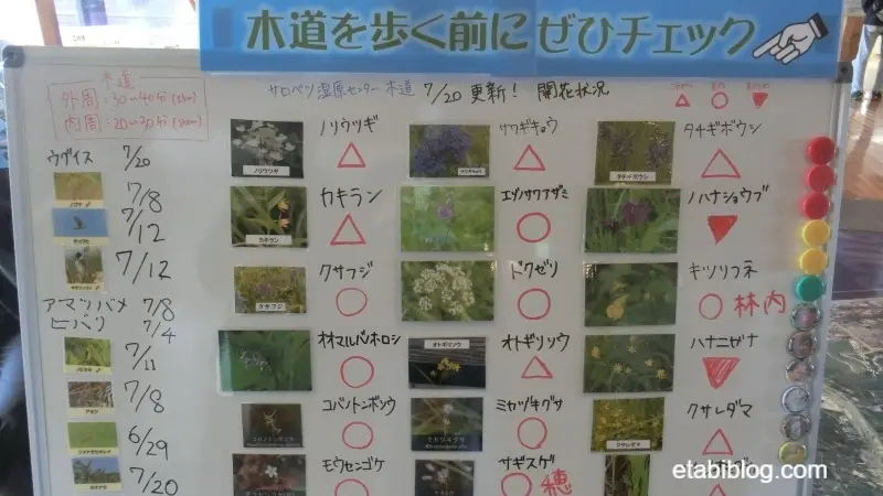 サロベツ原生花園に咲いている花の説明書き