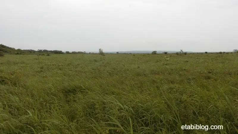 一面に広がるサロベツ湿原