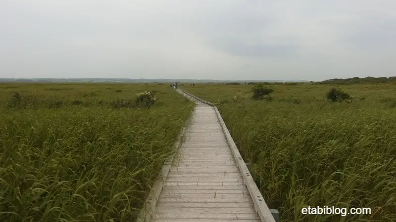 サロベツ原生花園の木道
