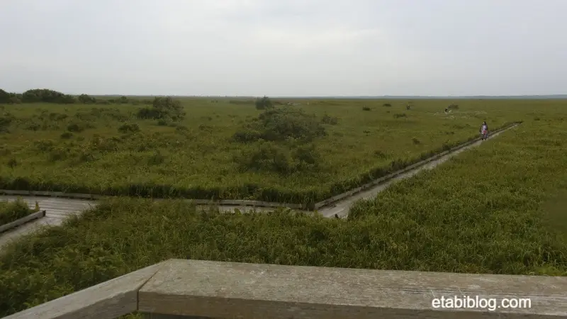 サロベツ原生花園の展望台から見える木道