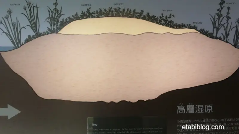 高層湿原の成り立ちパネル