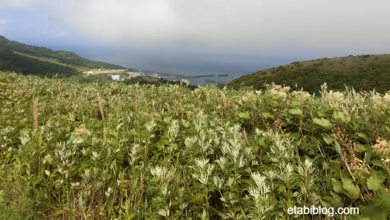 桃岩展望台ハイキングコースから見える香深港