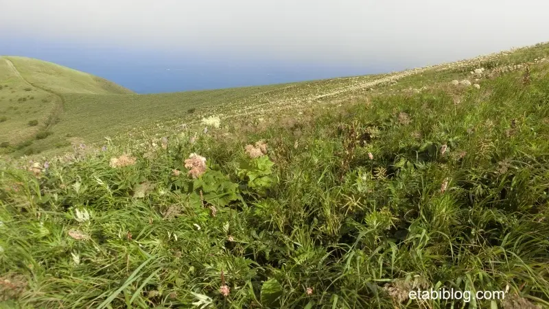映画「サウンドオブミュージック」のオープニングシーンみたいな高原