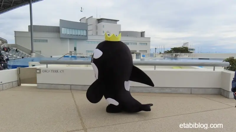 オルカテラスとスマシー