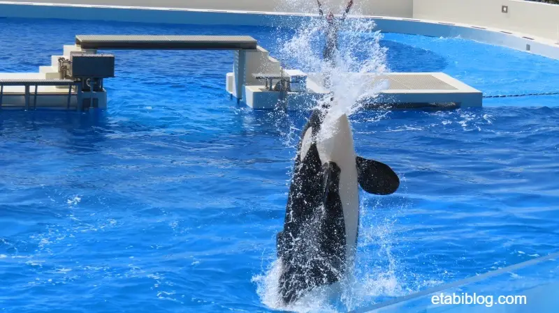 シャチの垂直立ちと海水の噴き出し