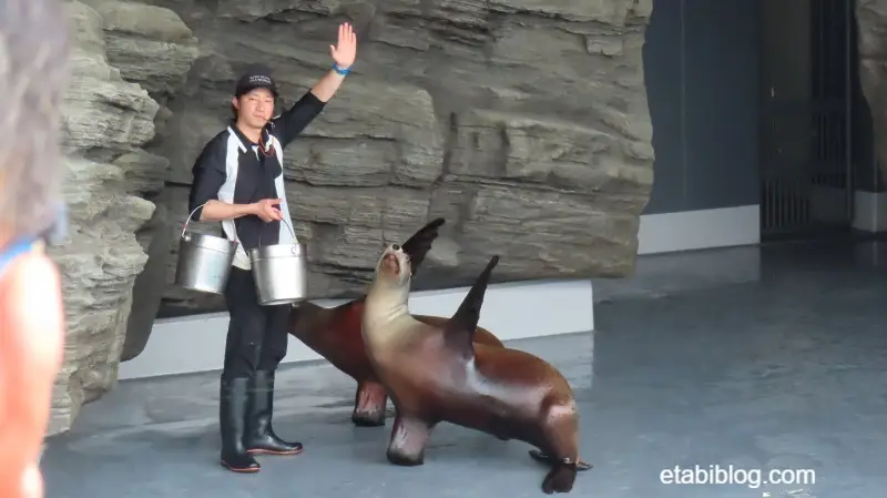 アシカショータイム