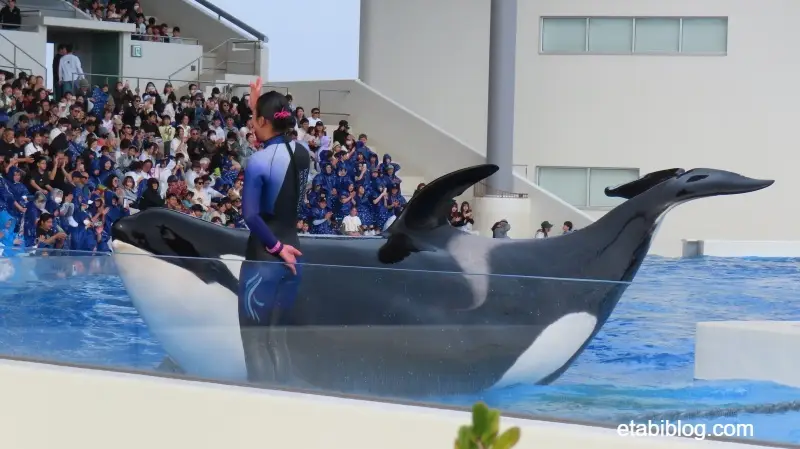 須磨シーワールドのシャチ