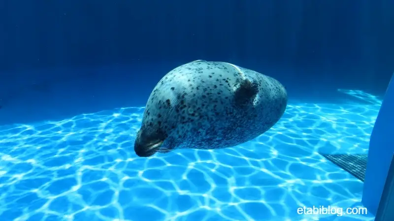 悠々と泳ぐアシカ