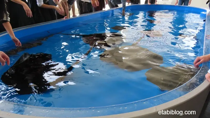 タッチングプール