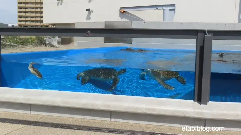 ウミガメの水槽