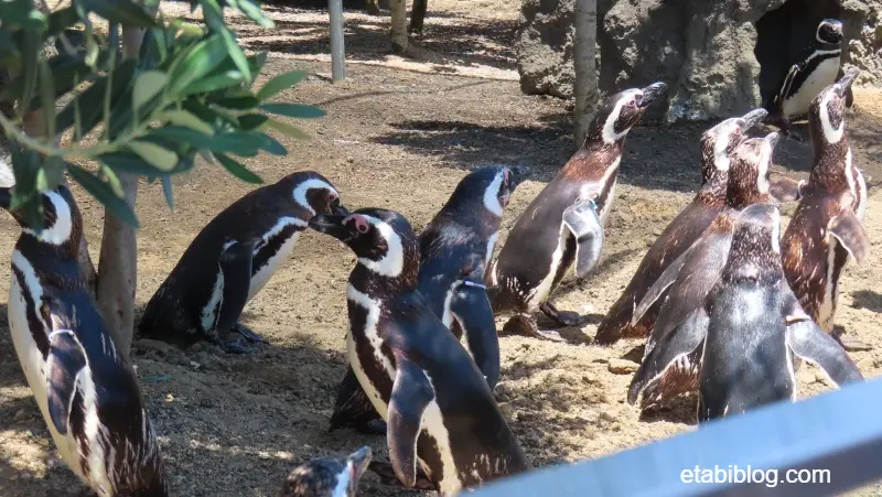 フィーディングタイムのペンギン