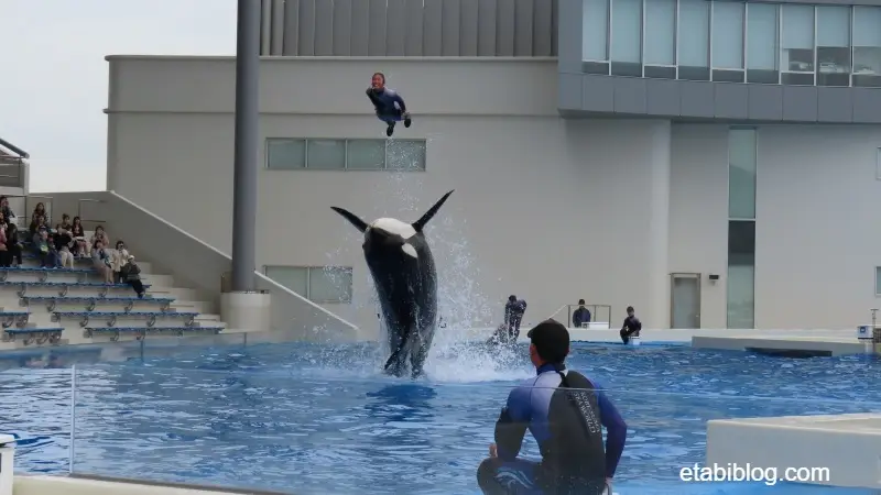 シャチとトレーナーが一緒にジャンプ