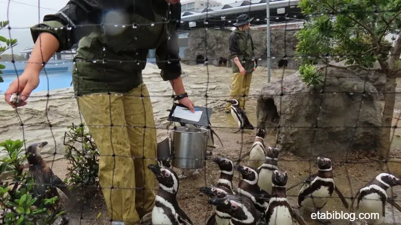 雨に日のペンギン餌やり