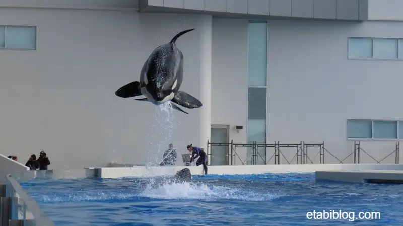 オルカテラスから見えるシャチショー