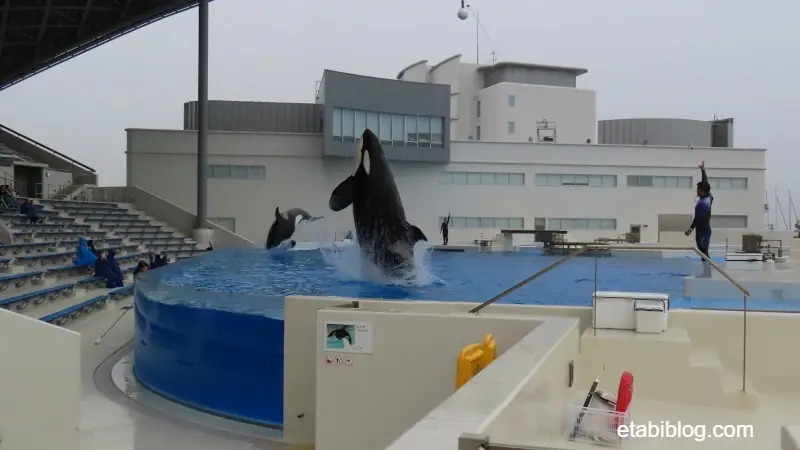 2頭同時に行われるシャチのジャンプ