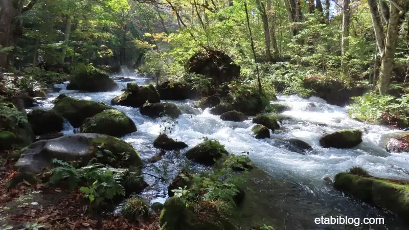 朝靄立つ石ヶ戸の清流