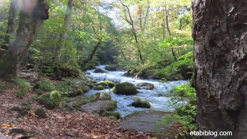 奥入瀬渓流と遊歩道