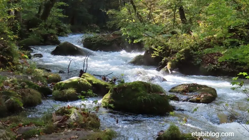 豪快な流れの奥入瀬渓流