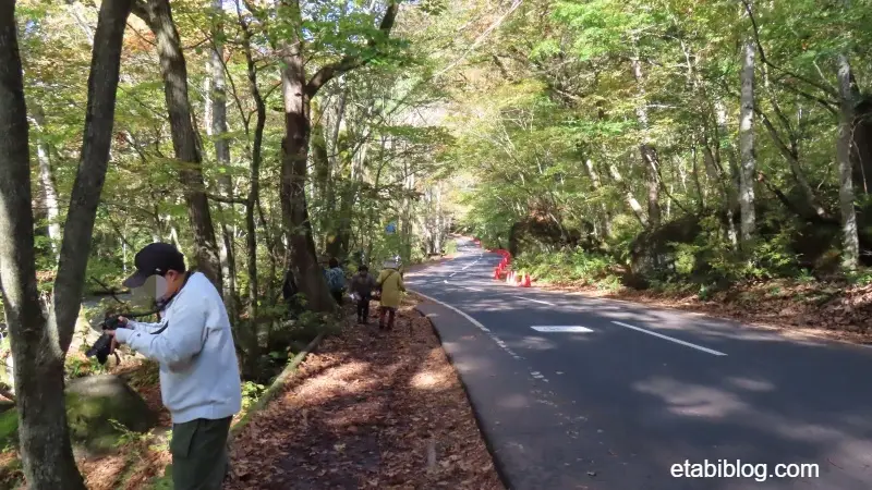 奥入瀬渓流の遊歩道と国道