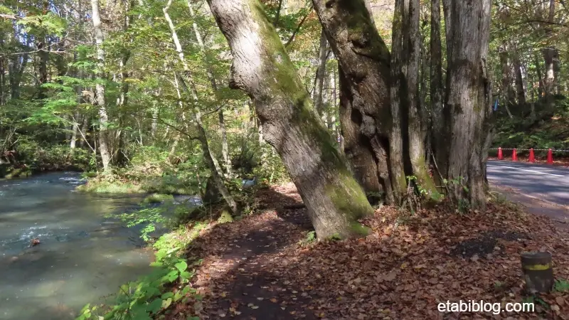 奥入瀬渓流側の遊歩道