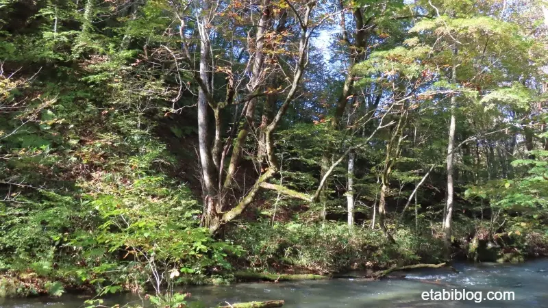 奥入瀬渓流沿いの森