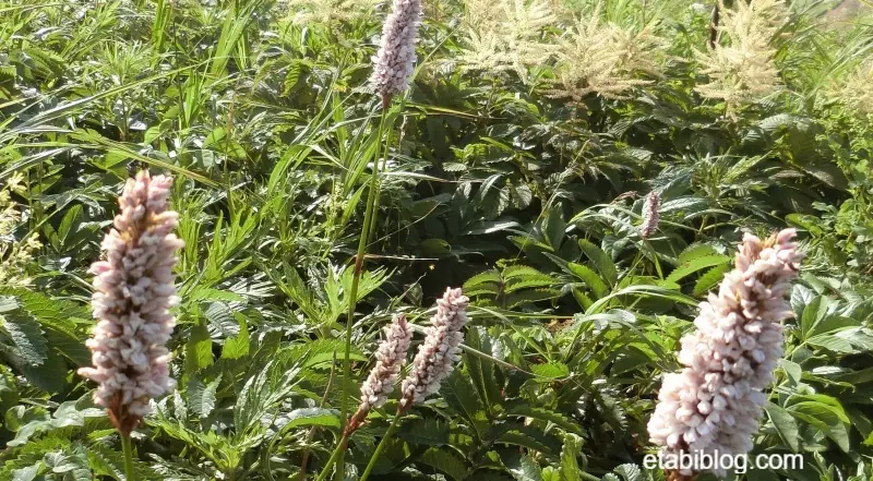 礼文島で見つけたエゾイブキトラノオ