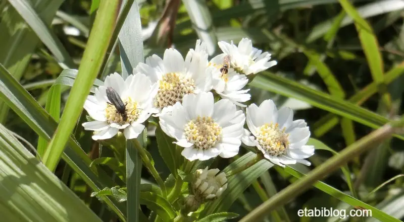 礼文島で見つけたエゾノコギリソウ