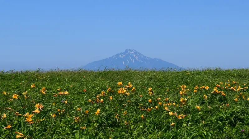 エゾカンゾウの咲くサロベツ湿原から見える利尻山