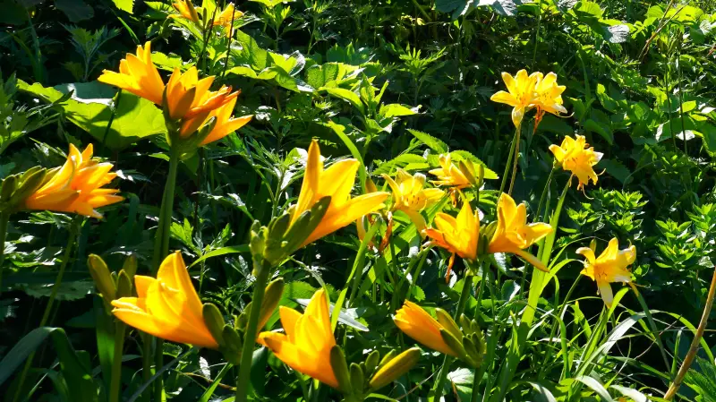 サロベツ湿原に咲くエゾカンゾウ