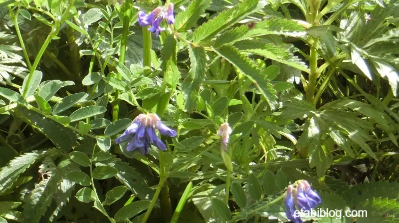 礼文島に咲くハクサフジ