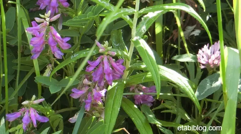 礼文島に咲くカラフトゲンゲ