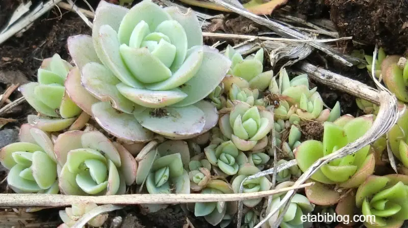 礼文島で見つけたレブンイワレンゲ