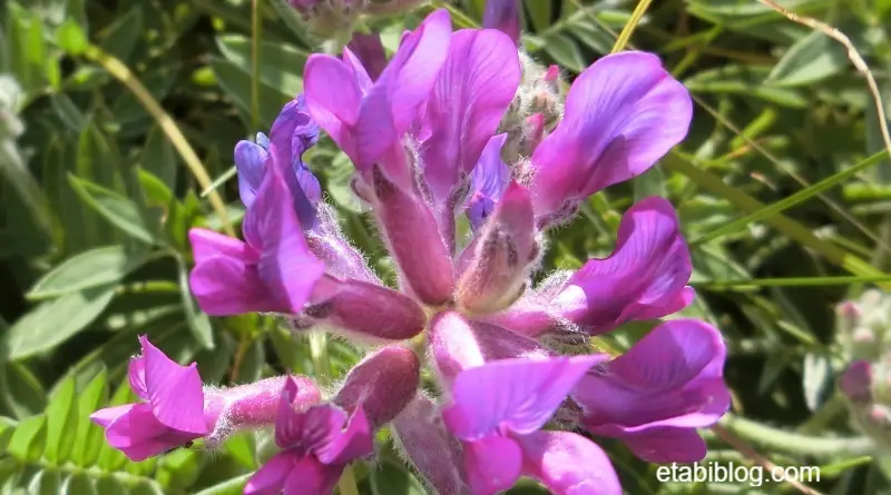 礼文島で見つけたレブンソウ