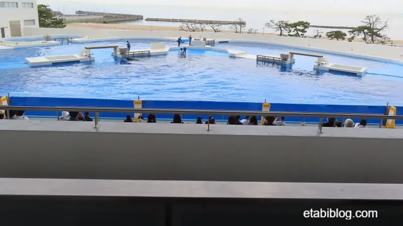 指定席のすぐ後ろから見えるシャチのプール