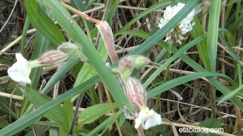 礼文島に咲くチシママンテマ