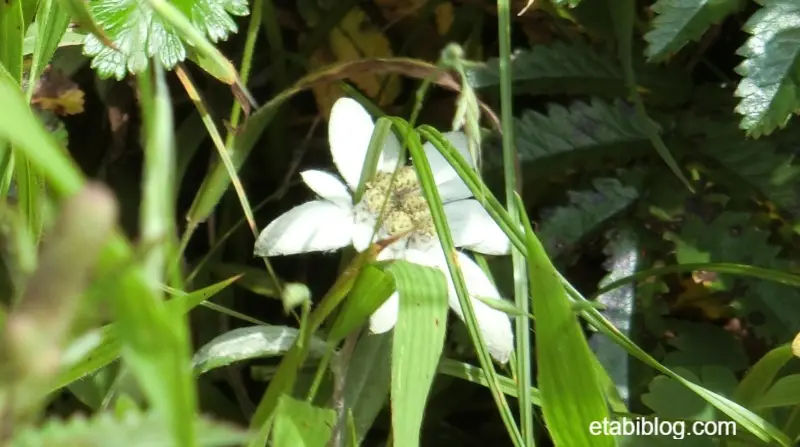 礼文島で見つけたレブンウスユキソウ