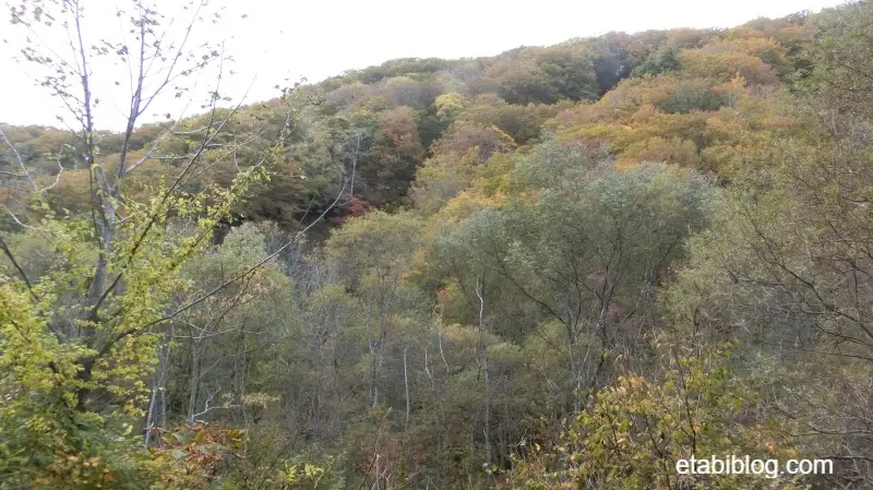 ブナ林散策コースの紅葉