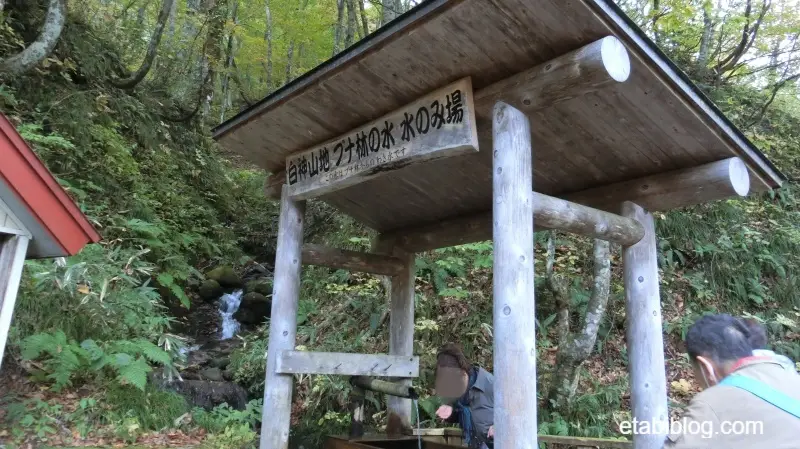 世界遺産ブナ林の水の水飲み場