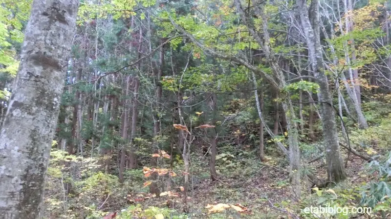 迷いそうなブナ林散策コースの森林