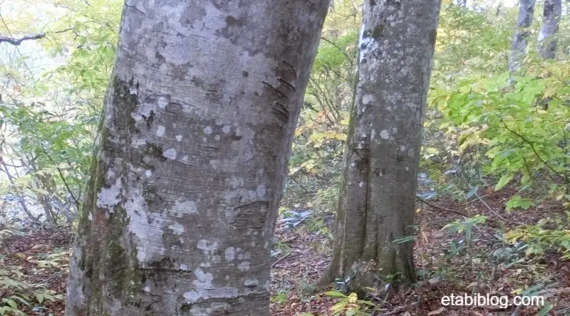 熊に引っかかれた傷のある木
