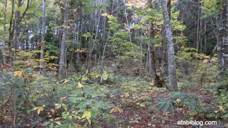 ブナ林散策コースのブナ林3