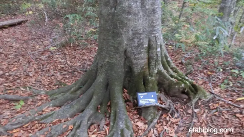 ブナの大木
