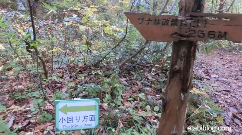ブナ林散策コースの案内版