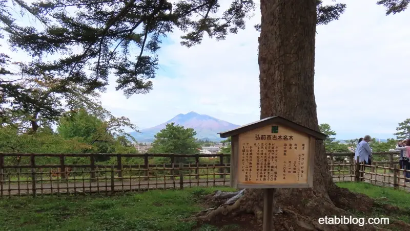 弘前公園のモミの木