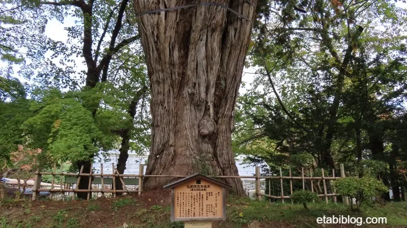 弘前公園の名木ネズコの木