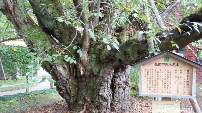 弘前公園の日本最大幹周のソメイヨシノ