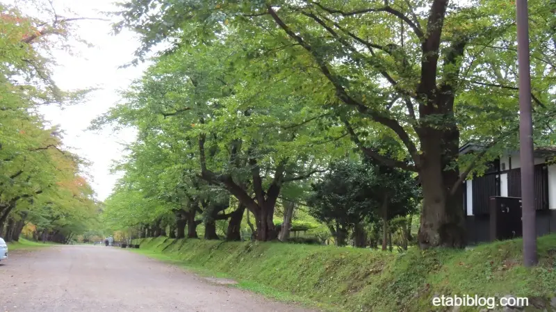 弘前公園のカエデ並木