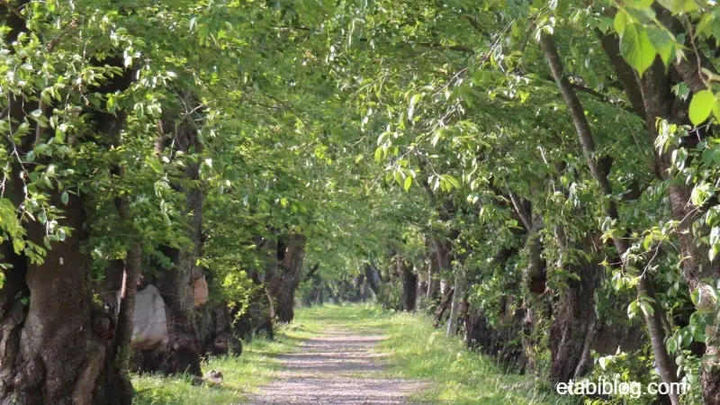 角館河川敷の桜並木